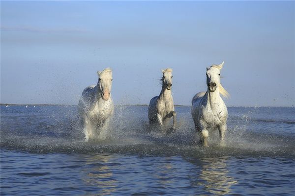 姓名曾仕賢打分得分_取名曾仕賢五格分析