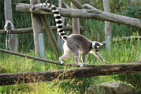 蛇年寶寶取名(蛇年寶寶取名宜用字)