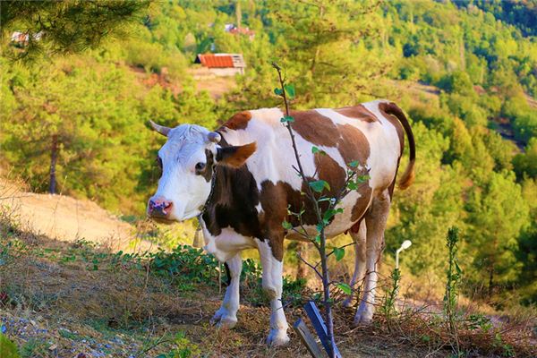 桂受益的姓名打分結(jié)果_桂受益的姓名五行分析