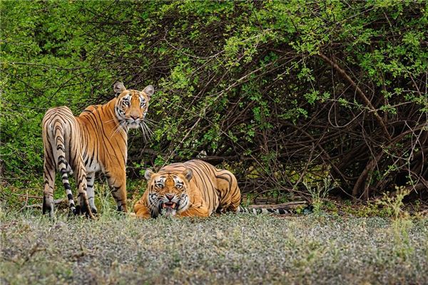 周碧瑤的姓名打分結果_周碧瑤五行分析